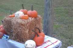 NRBB-Pumpkin-Patch